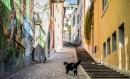 Niederdorf Cat