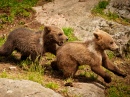 Bear Cubs