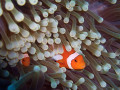 Clownfish and Anemone