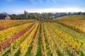 Vineyards between Auvernier and Serrières