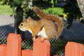 Sitting on the Fence