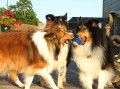 Three Dogs. One Ball.