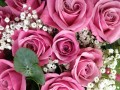 Beautiful Roses