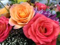 Colorful Roses