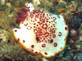 Chromodoris Sp.