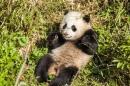 Bao Bao the Panda at the National Zoo