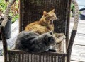 Backyard Cats