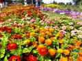 Flower Carpet