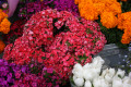 Red Flowers on Geary Street near Union Square