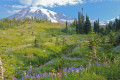 Mount Rainier, Skyline Trail