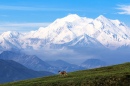 Denali National Park and Preserve