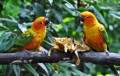 Jurong Bird Park