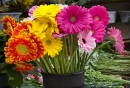 Cut Gerberas