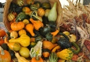 Gourds and Squashes