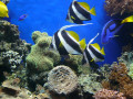 Moorish Idol, Monterey Bay Aquarium