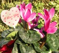 Cyclamen