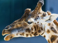 Giraffe Portrait