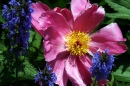 Flowers, Tennessee Aquarium