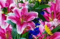 White and Pink Lily in a Splash