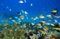 Diving in Kagoshima, Japan