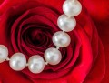 Pearls and Rose