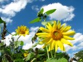 Bright Flowers and Blue Skies