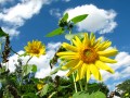 Bright Flowers and Blue Skies