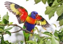 Rainbow Lorikeet