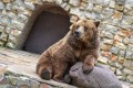 Brown Bear