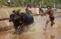 Traditional Indian Buffalo Race