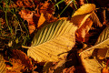 Autumn in Wallersdorf, Bavaria