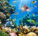 Tropical Fish on a Coral Reef