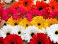 Gerbera Daisies, Castro, San Francisco