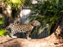 Young Jaguar