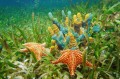 Underwater Life with Sponges and Starfish