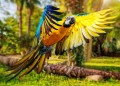 Macaw Parrot