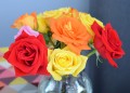 Colorful Roses