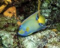 Columbia Deep - Queen Angelfish