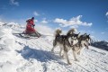 Meeting of the Alaskan Malamute Breed