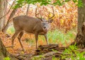 Whitetail Deer Buck