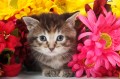 Tabby Kitten