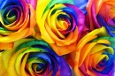 Rainbow Rose