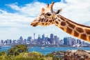 Giraffe in Taronga Park Zoo