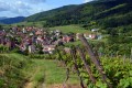 In the Vines around Riquewihr, France