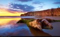 Dead Tree along the Seashore