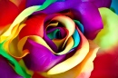 Handicraft Rose