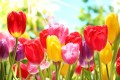 Tulips in Warm Sunlight