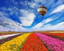 Flower Fields