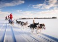 Sled Dog Race