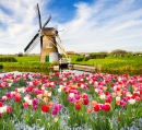 Tulips in Holland